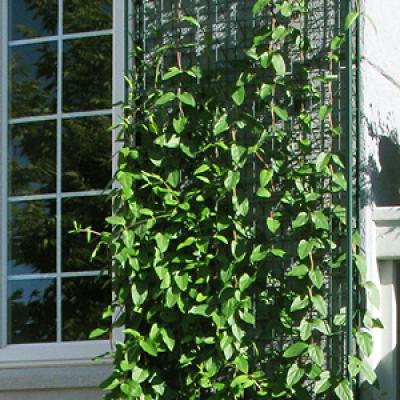 Building Facade Mesh