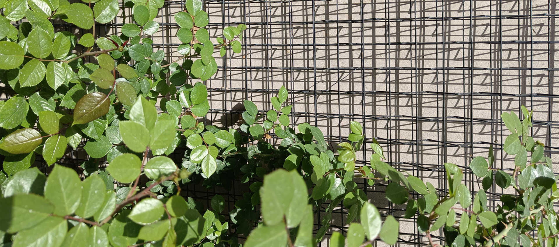 Climber Trellis Mesh Screen