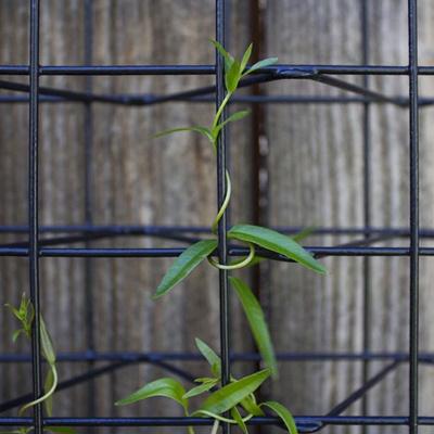 VV Type Climber Trellis Mesh